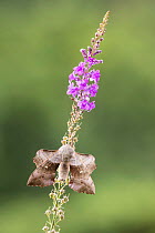 Poplar hawk moth (Laothoe populi), Devon, England, UK