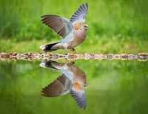 Turtle dove (Streptopelia turtur), adult reflected in water, Bulgaria. April.