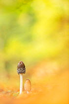 Magpie Fungus (Coprinus picaceus), New Forest National Park, Hampshire, England, UK