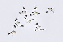 Snow bunting (Plectrophenax nivalis) flock in flight, Ontario, Canada