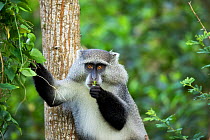 Samango monkey (Cercopithecus mitis) feeding, Isimangaliso Wetland Park, KwaZulu-Natal, South Africa.
