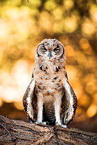 RF - Spotted eagle owl (Bubo africanus) immature, Kgalagadi Transfrontier Park, Northern Cape Province, South Africa.(This image may be licensed either as rights managed or royalty free.)