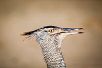 Kori bustard (Ardeotis kori) close-up of head, Kgalagadi Transfrontier Park, Northern Cape Province, South Africa.