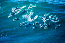 RF - Indo-Pacific bottlenose dolphin (Tursiops aduncus) pod surfing in Indian Ocean, South Africa. (This image may be licensed either as rights managed or royalty free.)