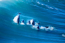 RF - Indo-Pacific bottlenose dolphin (Tursiops aduncus) pod surfing in Indian Ocean, Gwaing River Mouth, Garden Route, Western Cape Province, South Africa.  (This image may be licensed either as right...