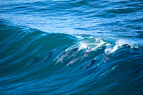 Indo-Pacific bottlenose dolphin (Tursiops aduncus) pod surfing wave in Indian Ocean, Gwaing River Mouth, Garden Route,Western Cape Province, South Africa.