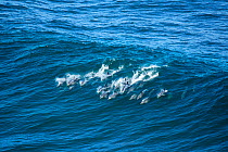 Indo-Pacific bottlenose dolphin (Tursiops aduncus) pod surfing in Indian Ocean, Gwaing River Mouth, Garden Route, Western Cape Province, South Africa.