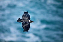 White-necked Raven (Corvus albicollis) in flight, with Indian Ocean in background, Garden Route, Western Cape Province, South Africa.