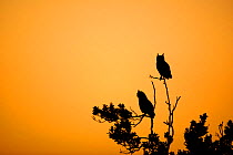 Spotted eagle owl (Bubo africanus) two perched in tree at sunrise, Western Cape Province, South Africa.