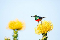 RF - Greater doublecollared sunbird (Nectarinia afra) male perched on Pincushion flower (Leucospermum sp.) in fynbos habitat, Western Cape Province, South Africa. Endemic species to this region. (This...
