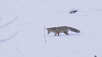 Red fox (Vulpes vulpes) hunting in the snow, Switzerland, February.