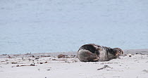 Male Grey seal (Halichoerus grypus) hauled out on a beach, Heligoland, Schleswig-Holstein, Germany, December.