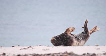 Male Grey seal (Halichoerus grypus) hauled out on a beach, yawning, Heligoland, Schleswig-Holstein, Germany, December.