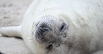 Close-up of a Grey seal pup (Halichoerus grypus) on a beach, Heligoland, Schleswig-Holstein, Germany, December.