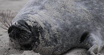 Juvenile Grey seal (Halichoerus grypus) on a beach, Heligoland, Schleswig-Holstein, Germany, December.