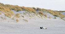 Grey seal pup (Halichoerus grypus) on beach in front of sand dunes, Heligoland, Schleswig-Holstein, Germany, December.