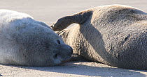 Female Grey seal (Halichoerus grypus) with pup on a beach, interacting and touching flippers, Heligoland, Schleswig-Holstein, Germany, December.