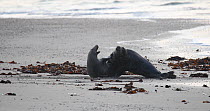 Pair of Grey seals (Halichoerus grypus) interacting on a beach, prior to mating, Heligoland, Schleswig-Holstein, Germany, December.