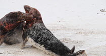 Two male Grey seals (Halichoerus grypus) fighting on a beach, Heligoland, Schleswig-Holstein, Germany, December.