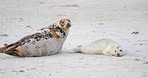 Female Grey seal (Halichoerus grypus) playing with pup on a beach, tickling, Heligoland, North Sea, Schleswig-Holstein, Germany, December.