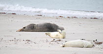 Grey seal (Halichoerus grypus) and two pups resting on a beach, Heligoland, Schleswig-Holstein, Germany, December.