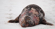 Male Grey seal (Halichoerus grypus) resting on a beach, bloody after a fight, Heligoland, Schleswig-Holstein, Germany, December.