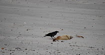 Carrion crow (Corvus corone) scavenging from a dead Grey seal pup (Halichoerus grypus), Heligoland, Schleswig-Holstein, Germany, December.
