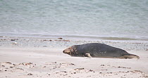 Male Grey seal (Halichoerus grypus) resting on a beach, Heligoland, Schleswig-Holstein, Germany, December.