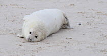 Grey seal pup (Halichoerus grypus) on a beach, Heligoland, Schleswig-Holstein, Germany, December.