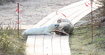 Grey seal pup (Halichoerus grypus) suckling, Heligoland, Schleswig-Holstein, Germany, December.