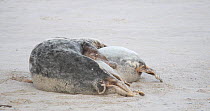 Pair of Grey seals (Halichoerus grypus) mating on a beach, Heligoland, Schleswig-Holstein, Germany, December.