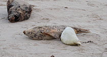 Female Grey seal (Halichoerus grypus) with suckling pup, showing aggression to nearby male, Heligoland, Schleswig-Holstein, Germany, December.