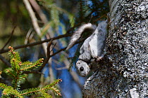 Siberian flying squirrel (Pteromys volans) wearing a radiocollar hangs on the trunk of a Downy birch tree (Betula pubescens) near its nest hole in mature mixed forest, near Iisaku, Estonia, April.