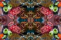 Kaleidoscopic image of brittlestars.  Indonesia.