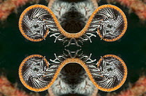Kaleidoscopic image of a featherstar. Indonesia.