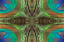Kaleidoscopic montage of a peacock feather.