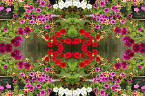 Kaleidoscopic montage of petunia flowers.