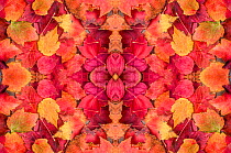 Kaleidoscopic image of autumn leaves. UK.