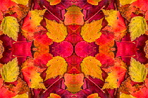 Kaleidoscopic image of autumn leaves.  UK.