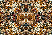 Kaleidoscopic image of a variety of pulses.