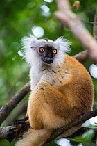 Black lemur (Eulemur macacao) Palmarium Ankanin&#39;Nofy reserve, Madagascar