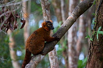 Red ruffed lemur (Varecia rubra) Palmarium Ankanin&#39;Nofy reserve, Madagascar.