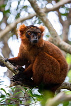 Red ruffed lemur (Varicia rubra) Palmarium Reserve, Ankanin&#39;Nofy, Madagascar.