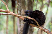 Black lemur (Eulemur macaco) Palmarium Reserve, Ankanin&#39;Nofy, Madagascar.