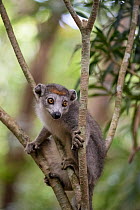 Crowned lemur (Eulemur coronata) Palmarium Reserve, Ankanin&#39;Nofy, Littoral rainforest, Madagascar.