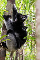 Indri (Indri indri) with young, Palmarium Reserve, Ankanin&#39;ny Nofy, Littoral rainforest, Madagascar.