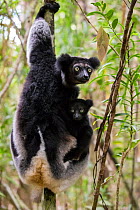 Indri (Indri indri) with young, Palmarium Resrve Ankanin'ny Nofy, Littoral rainforest, Madagascar.