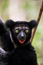 Indri (Indri indri) Palmarium Reserve, Ankanin&#39;ny Nofy, Littoral Rainforest, Madagascar.