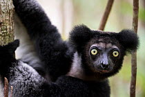 Indri (Indri indri) Palmarium Reserve, Ankanin&#39;ny Nofy, Littoral Rainforest, Madagascar.