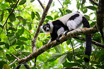 Black and white ruffed lemur (Varecia varigata) Kianjavato Lemur Project / Madagascar Biodiveristy Partnership, Ranomafana, Madagascar.